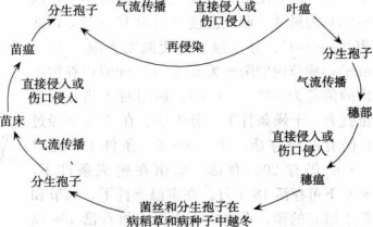 稻瘟病的病害循環