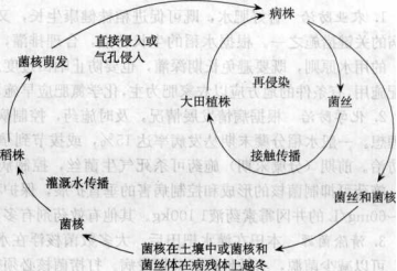 水稻紋枯病的病害循環
