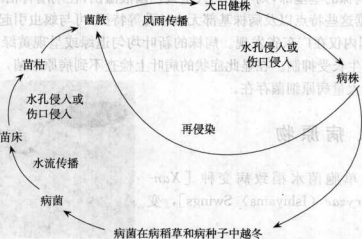 水稻白葉枯病的病害循環