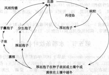 稻曲病的病害循環