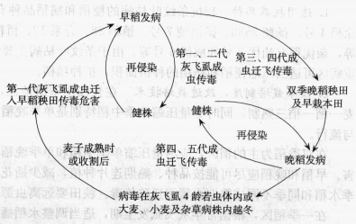 水稻條紋葉枯病的病害循環