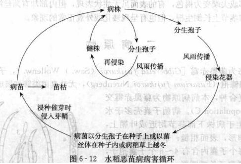 水稻惡苗病的病害循環