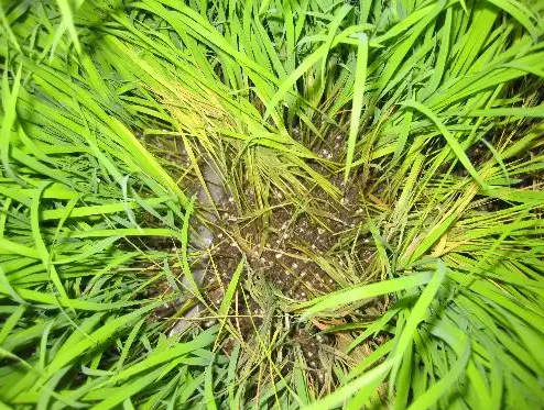 水稻苗期病害的發病因素