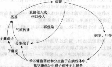 玉米莖基腐病的病害循環
