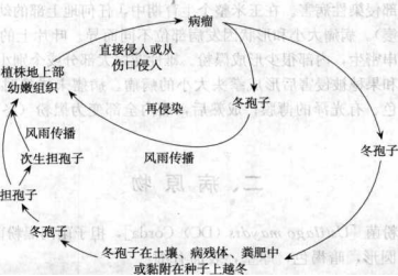 玉米黑粉病的病害循環