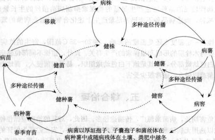 甘薯黑斑病的病害循環