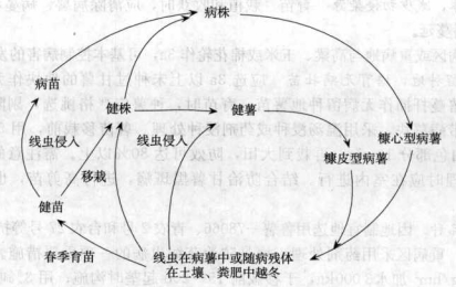 甘薯莖線蟲病的病害循環