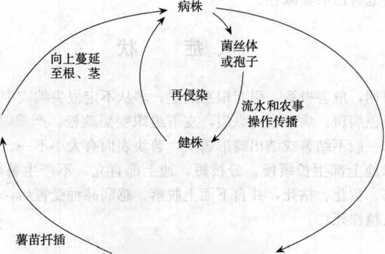 甘薯根腐病的病害循環