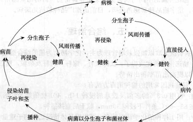 棉花苗期病害的病害循環