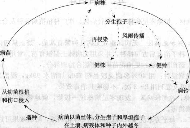 棉花黃萎病的病害循環