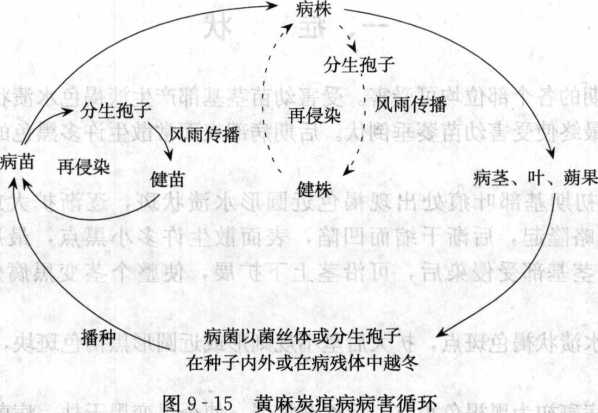 黃麻炭疽病的病害循環