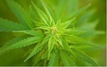 黃麻炭疽病的發病因素