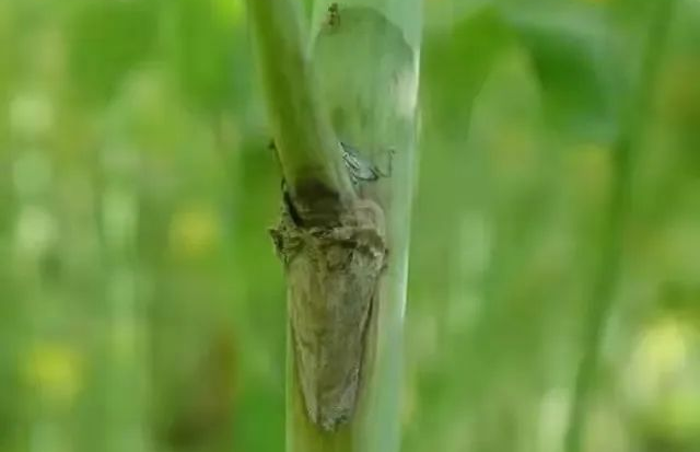 油菜菌核病的發病因素