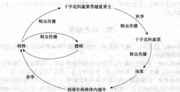 油菜病毒病的病害循環