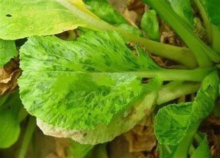 油菜病毒病的發病因素