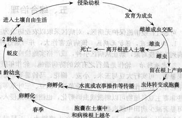 大豆胞囊線蟲病的病害循環