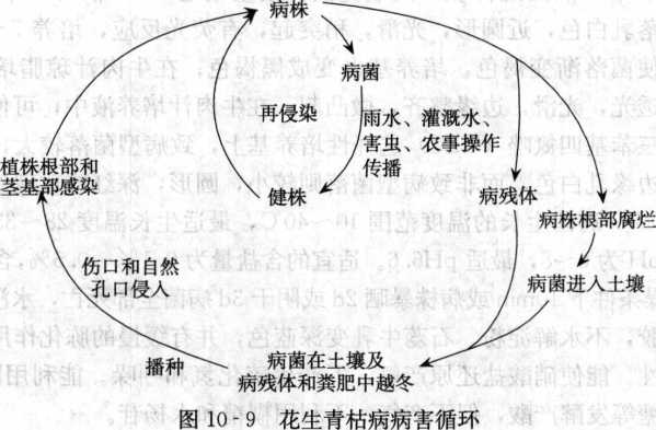 花生青枯病的病害循環
