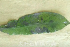 農業植物病理學的主要研究內容