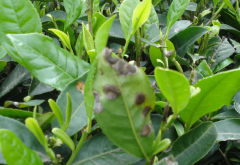 茶云紋葉枯病的簡介及防治技術 