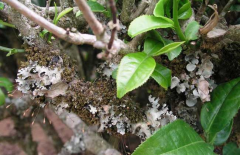 茶樹種植茶煤病有什么癥狀表現,如何防治？ 
