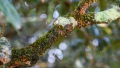 茶樹苔蘚、地衣的癥狀與防治
