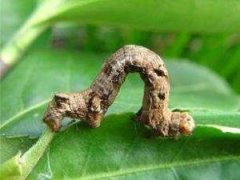 茶銀尺蠖的形態特征及生活習性