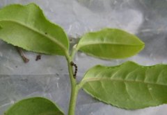 茶用克尺蠖的特性與發生