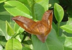 茶蠶的生活習性與發生規律