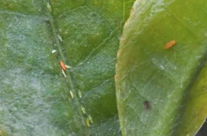 茶棍薊馬的形態特征
