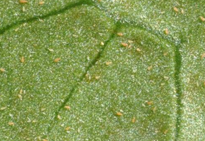 茶橙癭螨的發生規律