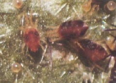 單爪螨的發生規律