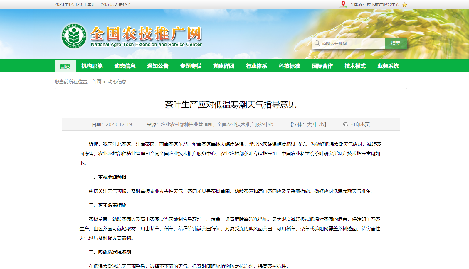 茶葉生產應對低溫寒潮天氣指導意見